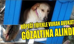 KÖPEĞİ TÜFEKLE VURAN AVUKAT GÖZALTINA ALINDI