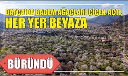 Datça'da badem ağaçları çiçek açtı, her yer beyaza büründü