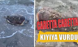 Caretta Caretta Kıyıya Vurdu