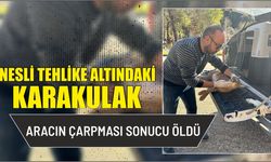 Nesli tehlike altındaki karakulak aracın çarpması sonucu öldü