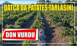 Datça'da patates tarlasını don vurdu