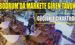 Bodrum'da markete giren tavuk güçlükle çıkartıldı