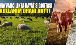 Hayvancılıkta hayat sigortası kullanım oranı arttı