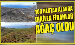 400 hektar alanda dikilen fidanlar ağaç oldu