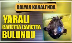 Dalyan Kanalı'nda yaralı caretta caretta bulundu