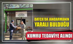 Datça'da jandarmanın yaralı bulduğu kumru tedaviye alındı