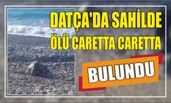 Datça'da sahilde ölü caretta caretta bulundu