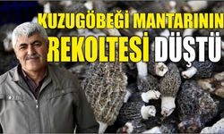 Kuzugöbeği mantarının rekoltesi düştü