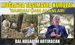 Muğla'da taşımayla kurulan 'basralı çam alanları' bal hasadını artıracak