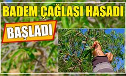 Badem çağlası hasadı başladı