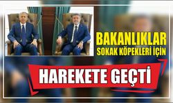 Bakanlıklar sokak köpekleri için harekete geçti