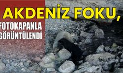 Akdeniz foku, fotokapanla görüntülendi