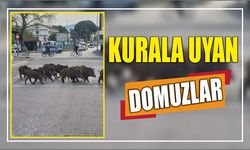 Kurala Uyan Domuzlar