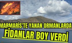 Marmaris'te yanan ormanlarda fidanlar boy verdi