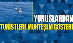 Yunuslardan Turistlere Muhteşem Gösteri
