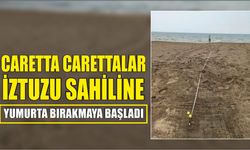 Caretta carettalar İztuzu sahiline yumurta bırakmaya başladı