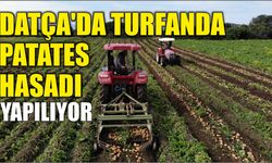 Datça'da turfanda patates hasadı yapılıyor
