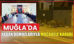 Muğla'da yaban domuzlarıyla mücadele kararı