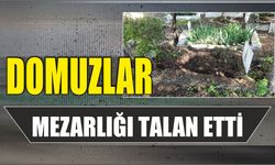 Domuzlar Mezarlığı Talan Etti