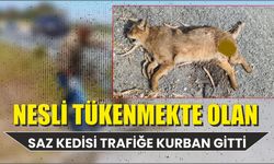 Nesli tükenmekte olan saz kedisi trafiğe kurban gitti