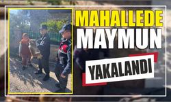 Mahallede maymun yakalandı