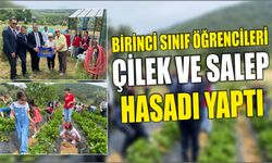 Birinci sınıf öğrencileri çilek ve salep hasadı yaptı
