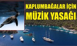 Kaplumbağalar için müzik yasağı
