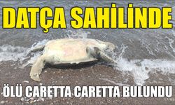 Datça sahilinde ölü caretta caretta bulundu