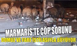 Marmaris’te Çöp Sorunu Domuz ve Fare İstilasıyla Büyüyor