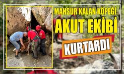 Mahsur kalan köpeği, AKUT ekibi kurtardı