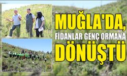 Muğla'da, fidanlar genç ormana dönüştü