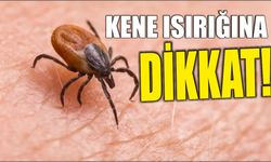 Kene ısırığına dikkat!