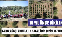 10 yıl önce dikilen sakız ağaçlarında ilk hasat için çizim yapıldı