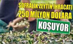 Sofralık zeytin ihracatı 250 milyon dolara koşuyor
