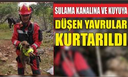 Sulama kanalına ve kuyuya düşen yavrular kurtarıldı