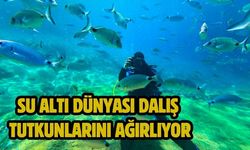 Su altı dünyası dalış tutkunlarını ağırlıyor