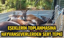 EŞEKLERİN TOPLANMASINA HAYVANSEVERLERDEN SERT TEPKİ
