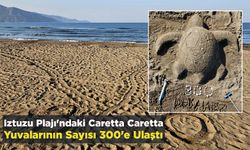 İztuzu Plajı'ndaki Caretta Caretta Yuvalarının Sayısı 300'e Ulaştı