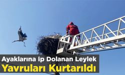 Ayaklarına İp Dolanan Leylek Yavruları Kurtarıldı