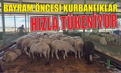 Bayram Öncesi Kurbanlıklar Hızla Tükeniyor