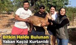 Bitkin Halde Bulunan Yaban Keçisi Kurtarıldı