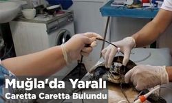 Muğla'da Yaralı Caretta Caretta Bulundu