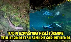 'Kadın Azmağı'nda nesli tükenme tehlikesindeki su samuru görüntülendi