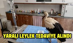 Yaralı leylek tedaviye alındı