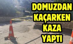 Domuzdan Kaçarken Kaza Yaptı
