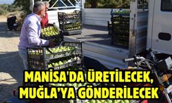 Manisa'da üretilecek, Muğla’ya gönderilecek