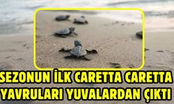 Sezonun ilk caretta caretta yavruları yuvalardan çıktı