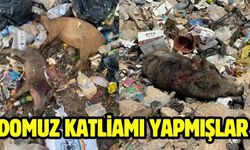 Domuz katliamı yapmışlar