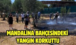 Mandalina bahçesindeki yangın korkuttu