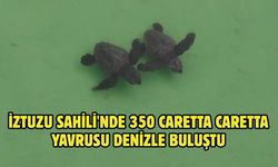 İztuzu Sahili'nde 350 caretta caretta yavrusu denizle buluştu